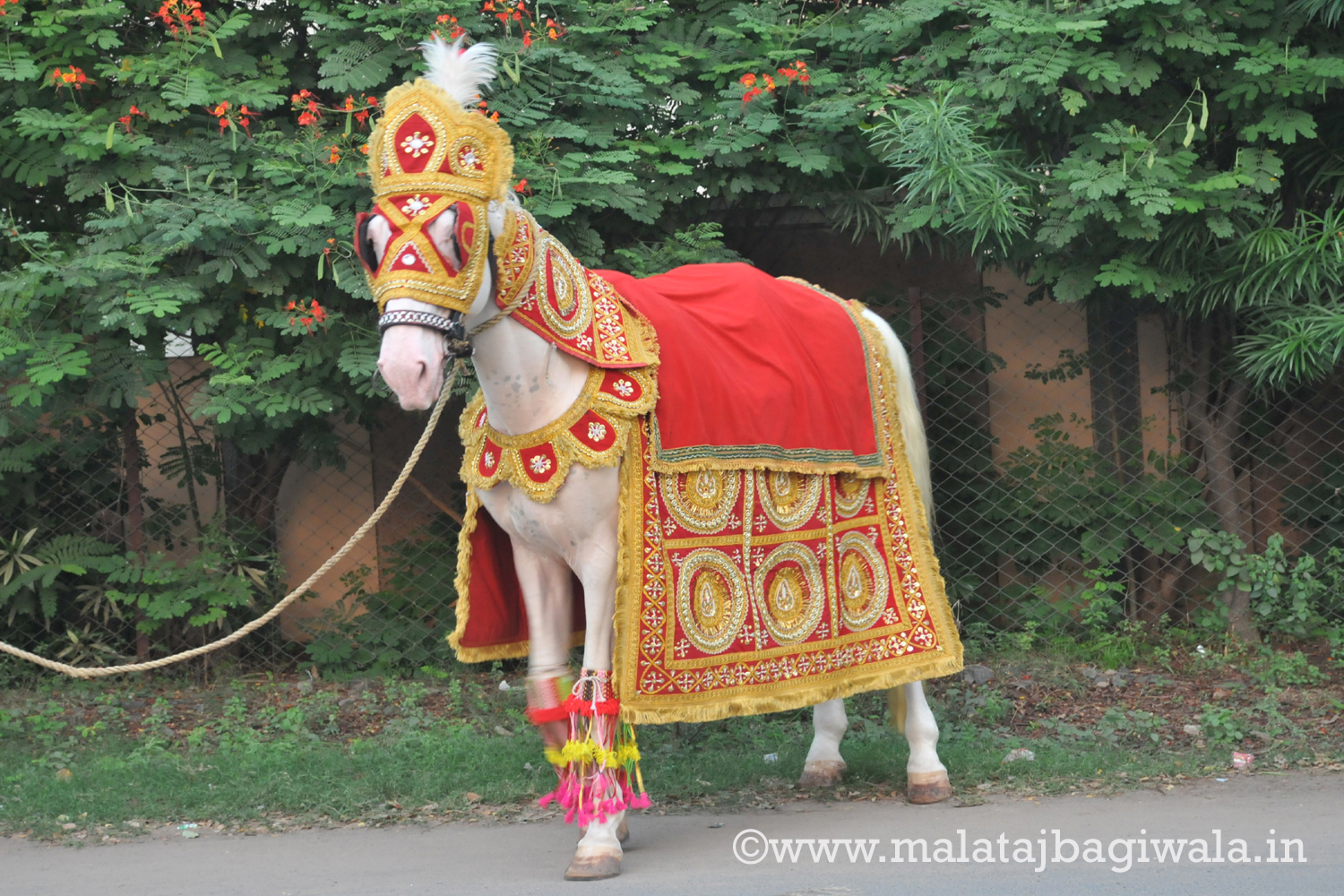 Single Horse - horse bagi wedding carriage hire Anand Gujarat