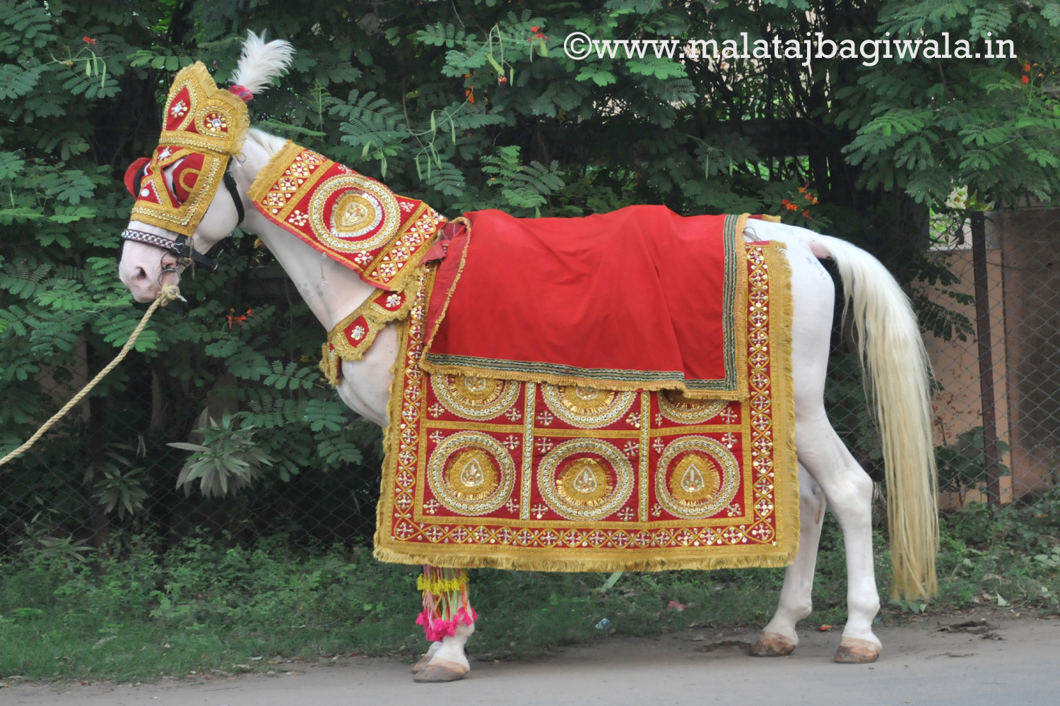 Single Horse horse bagi photo 2 - Anand Gujarat